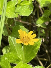 Sphagneticola trilobata