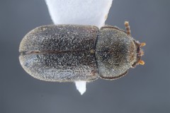 Cis rugulosus