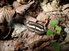 Neptis sappho intermedia