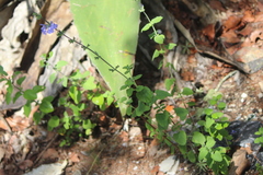 Salvia chamaedryoides