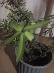 Pellaea ternifolia