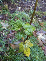 Ribes magellanicum