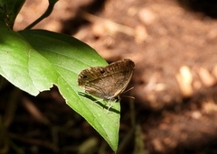 Cissia pompilia