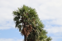 Borassus flabellifer