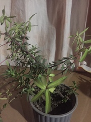 Pellaea ternifolia