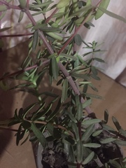 Pellaea ternifolia