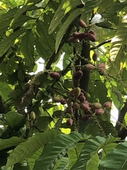 Pometia pinnata
