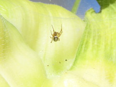 Steatoda nobilis