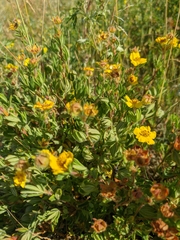 Dasiphora parvifolia