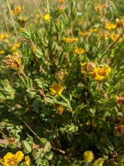 Dasiphora parvifolia