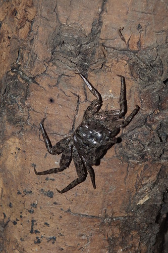 Selatium brockii