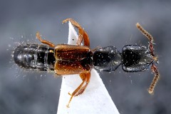 Nudobius lentus