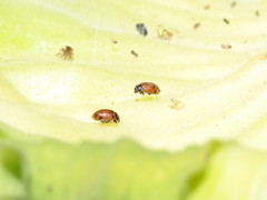 Hippodamia convergens
