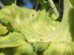 Hippodamia convergens