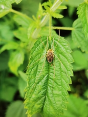 Rilaena triangularis