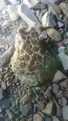 Sclerophrys mauritanica