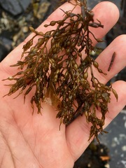 Stephanocystis geminata