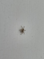 Menemerus bivittatus