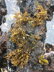 Stephanocystis geminata