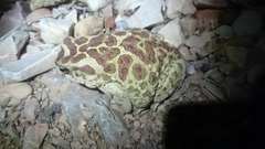 Sclerophrys mauritanica