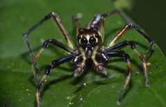 Parabathippus petrae