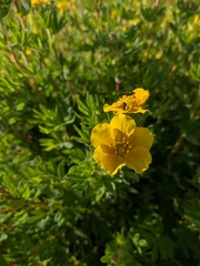 Dasiphora parvifolia