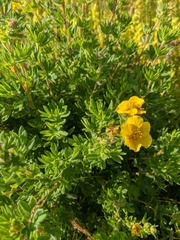 Dasiphora parvifolia