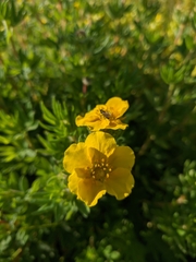 Dasiphora parvifolia