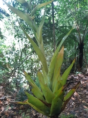 Catopsis hahnii