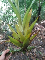 Catopsis hahnii