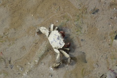 Paracleistostoma wardi