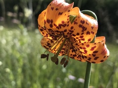 Lilium pardalinum wigginsii