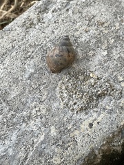 Lissachatina fulica