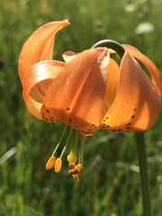 Lilium pardalinum wigginsii