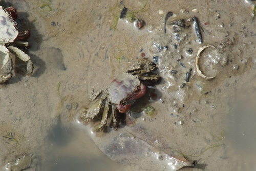 Paracleistostoma wardi