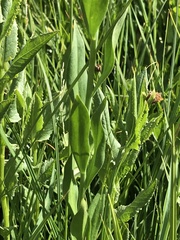 Lilium pardalinum wigginsii