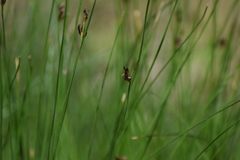 Juncus arcticus mexicanus