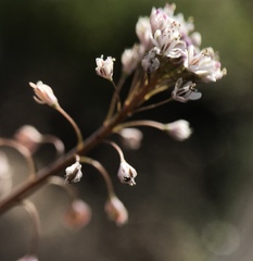 Thysanocarpus curvipes
