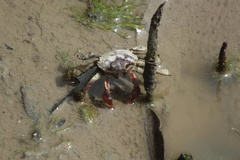 Paracleistostoma wardi
