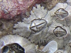 Chthamalus malayensis