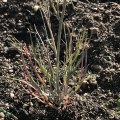 Thysanocarpus curvipes