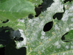 Helotiales