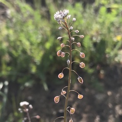 Thysanocarpus curvipes