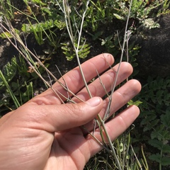 Thysanocarpus curvipes