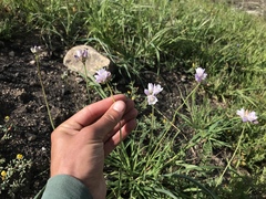 Dipterostemon capitatus