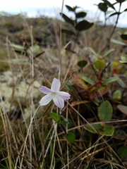 Viola kauaensis