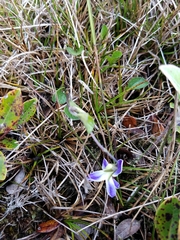 Viola kauaensis