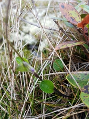 Viola kauaensis