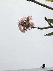 Plumeria rubra