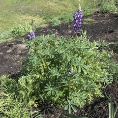 Lupinus succulentus
